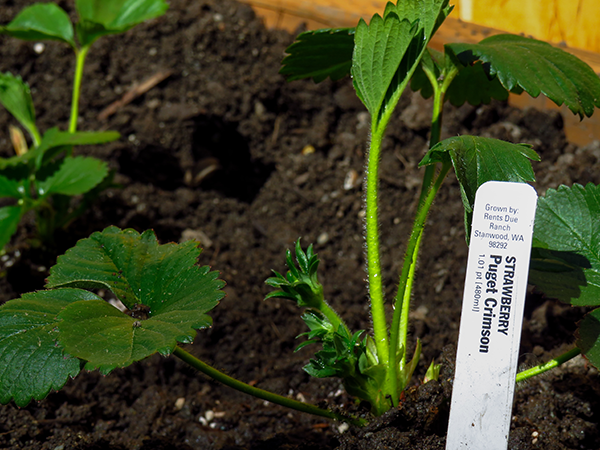 Faire de la production des étiquettes horticoles un atout commercial